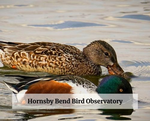 Hornsby Bend Bird Observatory