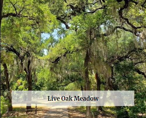 Live-Oak-Meadow